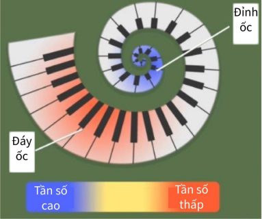 oc-tai-tan-so-01-1024x855